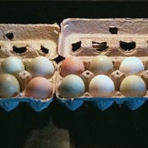 Time to give away some eggs to the neighbors (half dozen each)