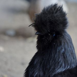 black silkie hen