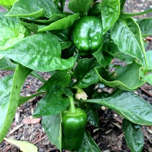 Bell Peppers