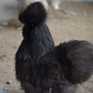 black silkie hen