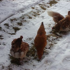Faverolles, Andromeda and Fae in the snow