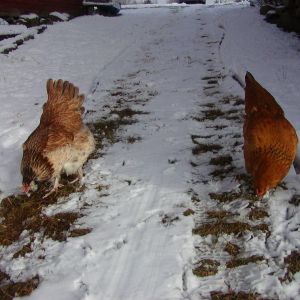 Clemence and Andromeda eating grass exposed after snow blowing