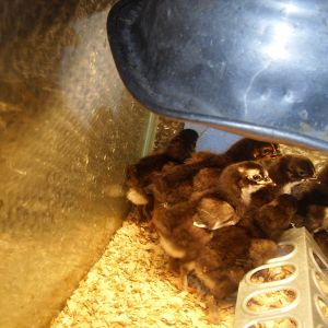 new chicks 11-20-12