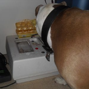 my pit keeping an eye and ear on whats going on in incubator. He would whine when the chicks made sounds, or hatched.