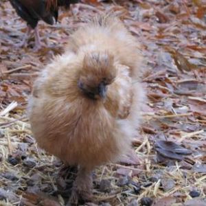 silkie