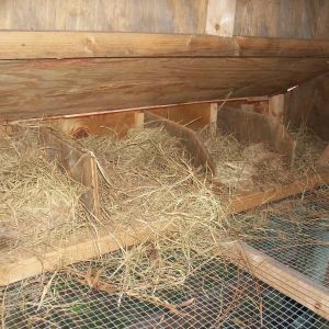 The nesting boxes veiw from inside.