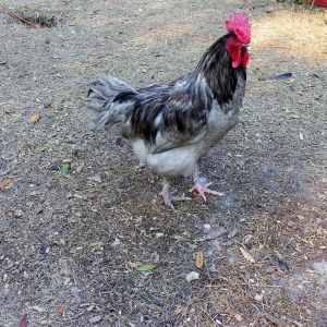 Solid Blue Marans Rooster