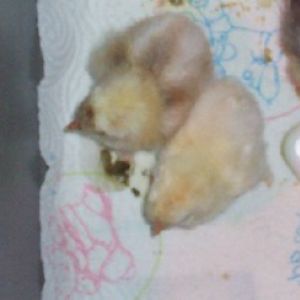 Barred BTB male marans on left. Rt wheaten marans male chick