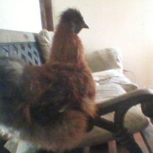 Snickers a silkie bantam cockerel (partridge)