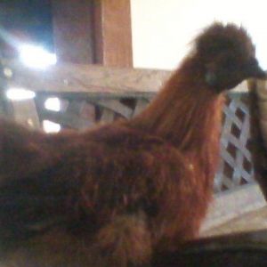 Snickers up close an personal