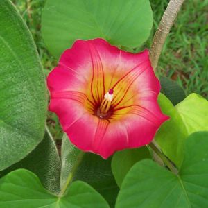 Stictocardia beraviensis aka Hawaiian Bell Vine