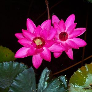 Red Flare. Fragrance Night blooming tropical water lily
