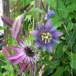Passiflora vines..Belotti and Victoria
