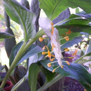 Globba ginger. White Dragon