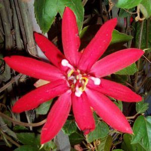 Passiflora. Vitrifolia