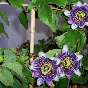 Passiflora Belotti