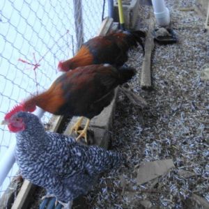 3 at the waterer