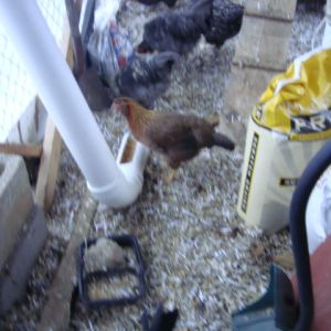 Welly pullet using feeder ( design found in BYC Site)