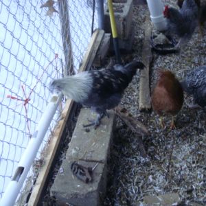 COCKEREL mIX BREED AT WATERER