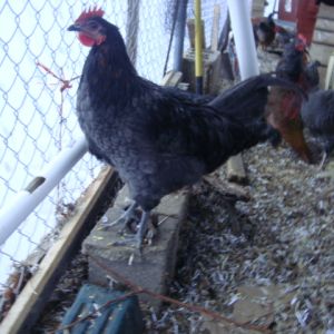C Marans       any gender help?