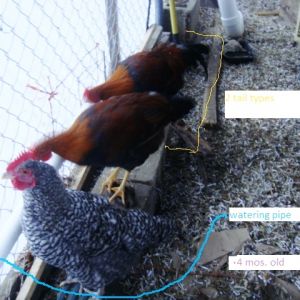 Two feather arrangements on welly roos.