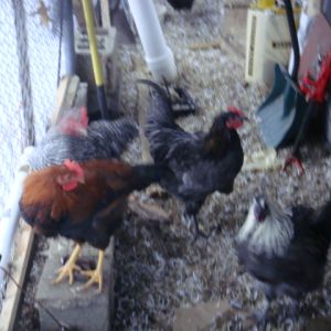 What is the roo in the frame center ?  Beautiful copper hackles. Do not show here.