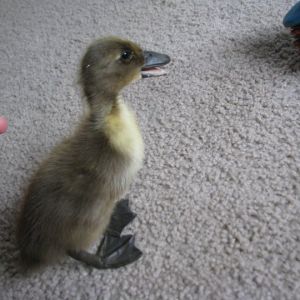 one of my ducks i hatched