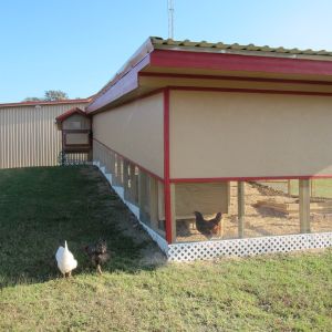 this is the back sede of the big run, we partially covered it with a wall so it can be protected from the north winds in the winter and they get shade in the afternoons.
