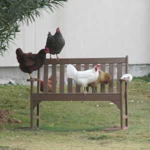 I truly believe my girls are happier when they free range, I only wish I could let them out all day long but I love them dearly and I would hate to lose one to a hawk.