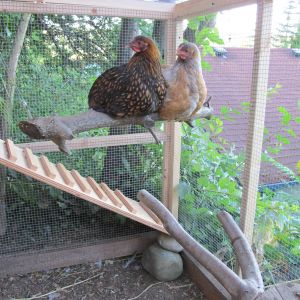 ladies on the swing