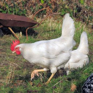 "Legs" my white leghorn. She runs full speed when I call and lays a huge white egg every day