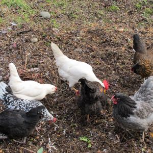 ladies working the compost pile