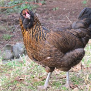 black bearded easter egger