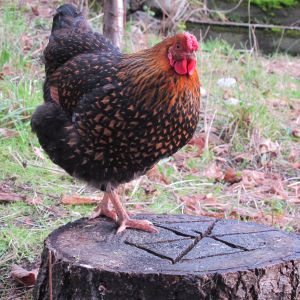 "boobie boobie" my gold laced wyandotte