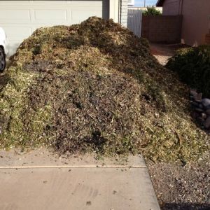 Free mulch from APS  (Pecon and sumac)
