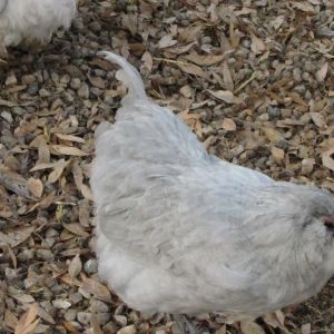 Lavender Ameraucana who turned into a boy.