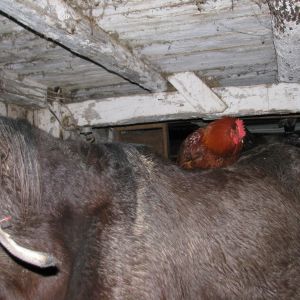 my rooster that sleeps with the horses