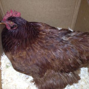 We had to get rid of Chandler because she turned out to be a he.  So, we got Rosie here, a Rhode Island Red!