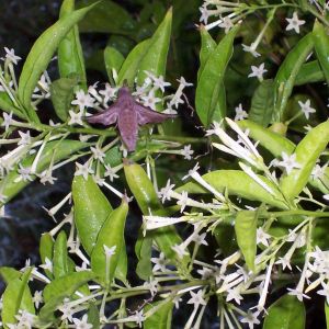 Night Blooming Jasmine (Cestrum nocturnum) with Hummingbird Moth pollinating it.