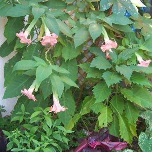 Isabella brugmansia