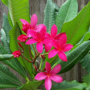 Cerise Plumeria