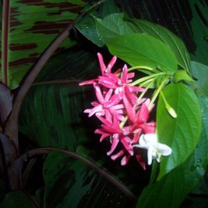 Dpuble Rangoon Creeper Vine with 'Zebrina' banana