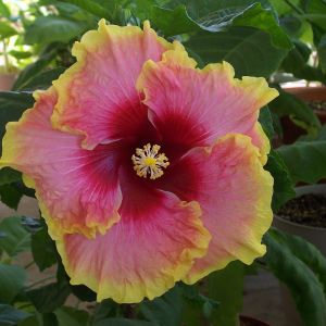 Simple Pleasures tropical hibiscus