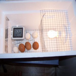 My still air incubator, with 15 watt bulb.
