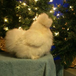 white pullet