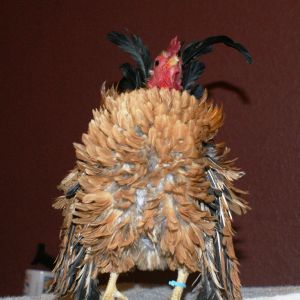 superman showing off