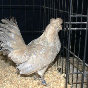 poeclen d;anver pullet