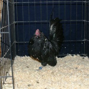 black d;anver cockrel