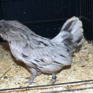 splash d;anver hen This hen was BB And Reserve RCCL AT the PCPA Spring show