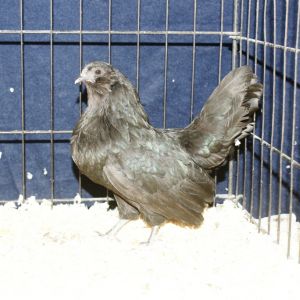black d'anver pullet
